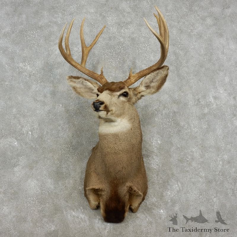 Mule Deer Shoulder Mount For Sale #17351 @ The Taxidermy Store