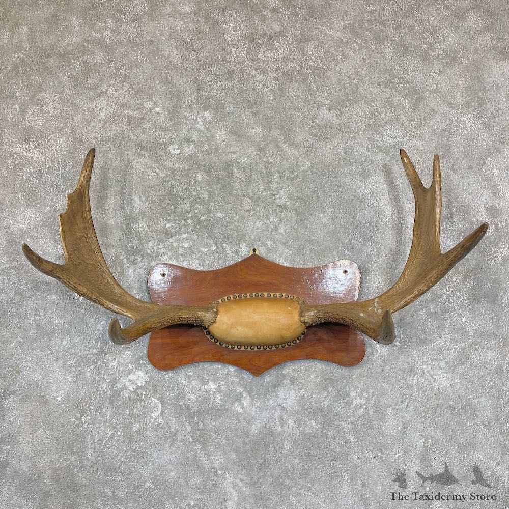 Mouse Antler Plaque For Sale #26689 @ The Taxidermy Store