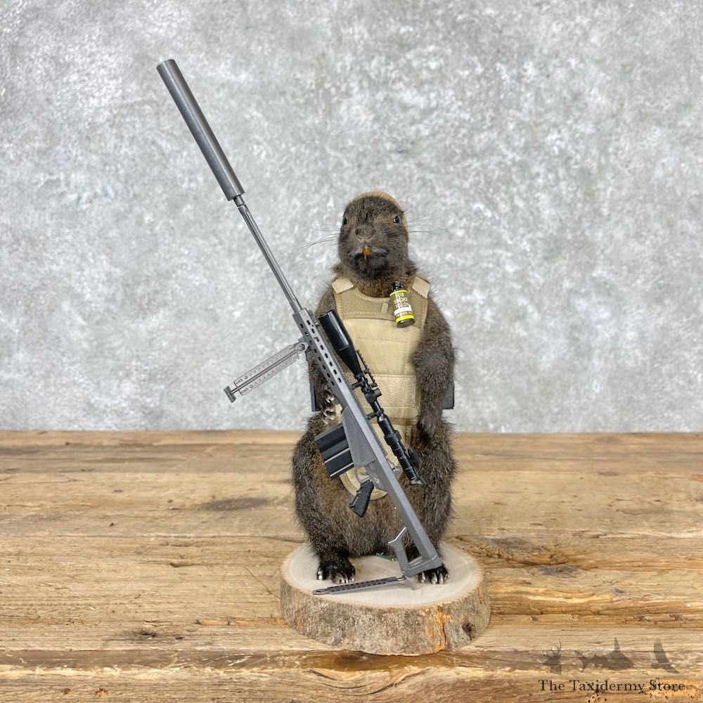 Sniper Squirrel Novelty Mount For Sale #27025 - The Taxidermy Store