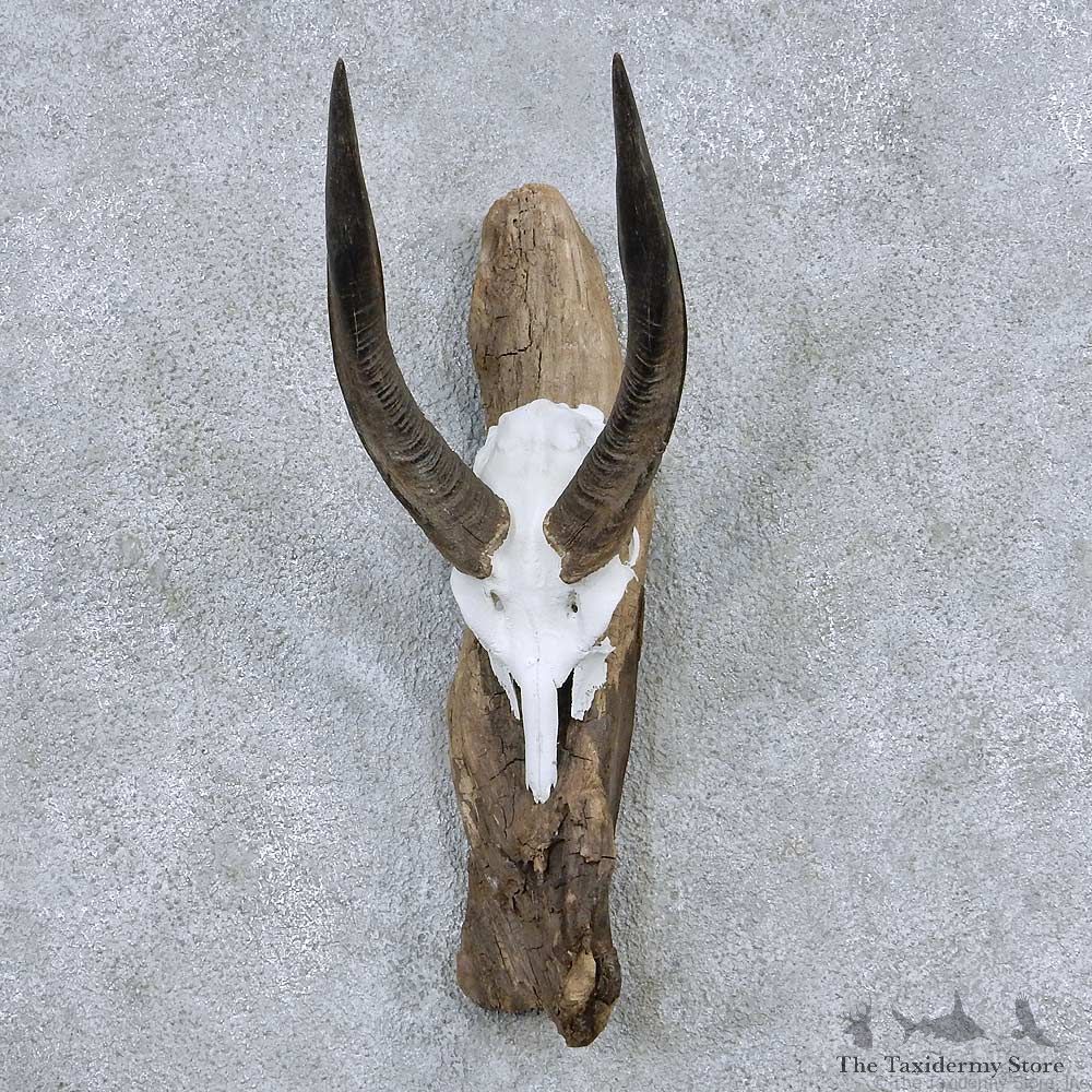 Bushbuck Skull & Horn Mount For Sale #13894 For Sale @ The Taxidermy Store