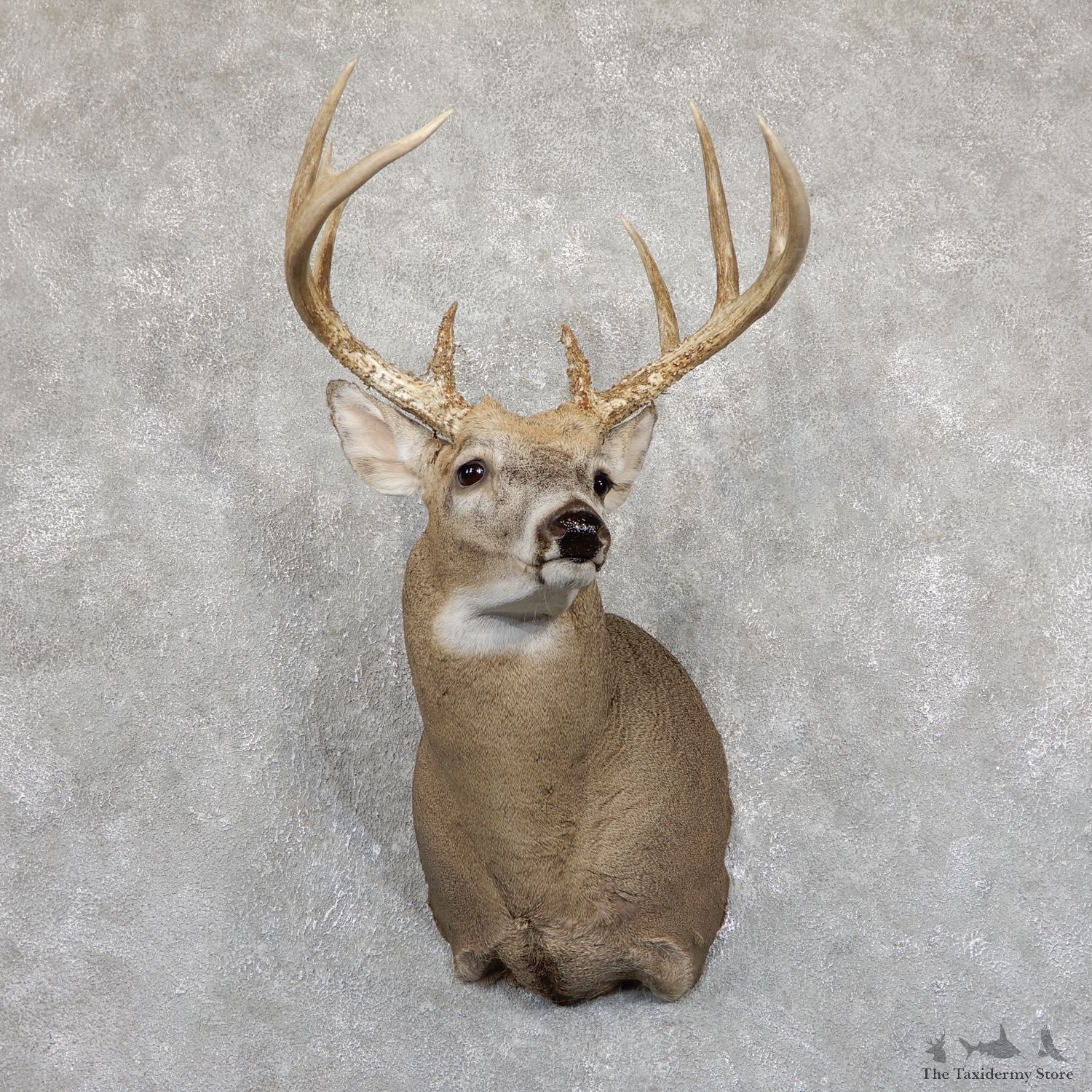Whitetail Deer Shoulder Taxidermy Mount For Sale #19547@ The Taxidermy Store.jpg