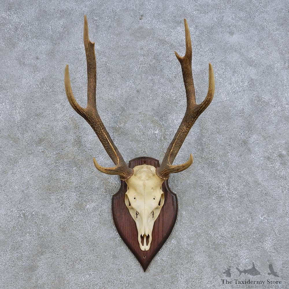Rusa Deer Skull European Mount For Sale #14618 @ The Taxidermy Store