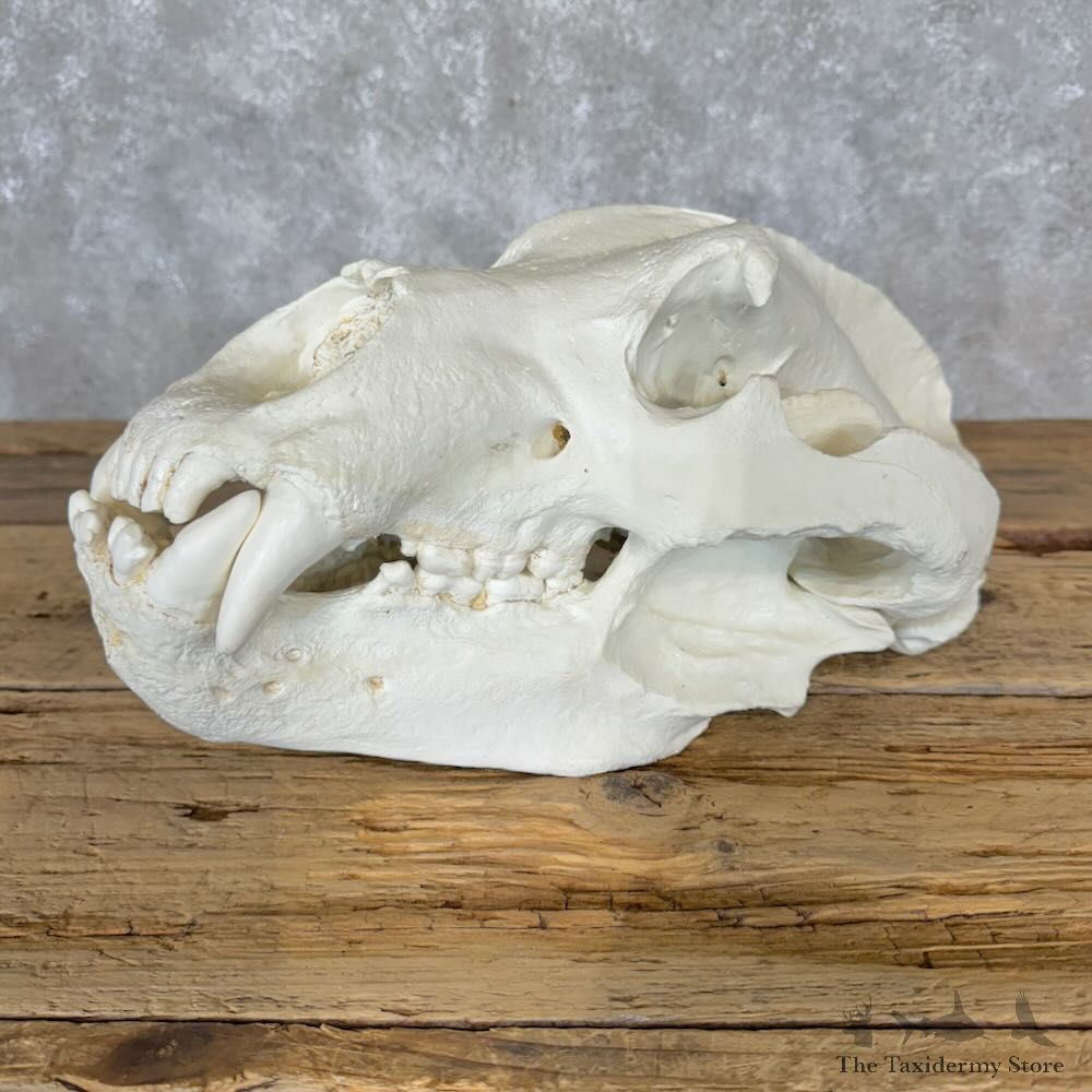 Reproduction Alaskan Brown Bear Full Skull Mount For Sale #29106 @ The Taxidermy Store