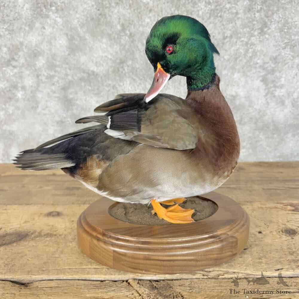 Wood Duck Chestnut Teal Cross Bird Mount For Sale #31402 @ The Taxidermy Store