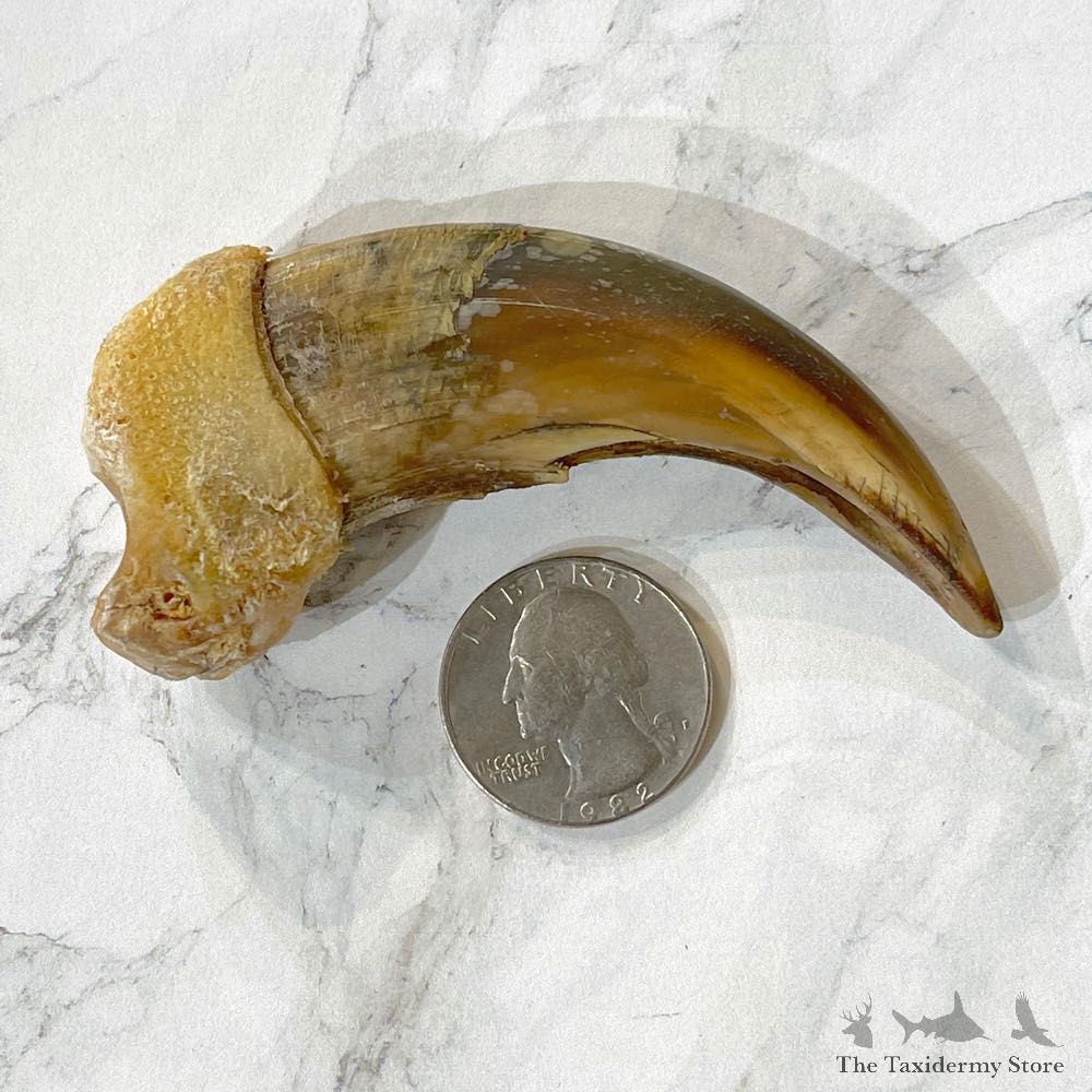 Grizzly Bear Claw For Sale #24876 - The Taxidermy Store