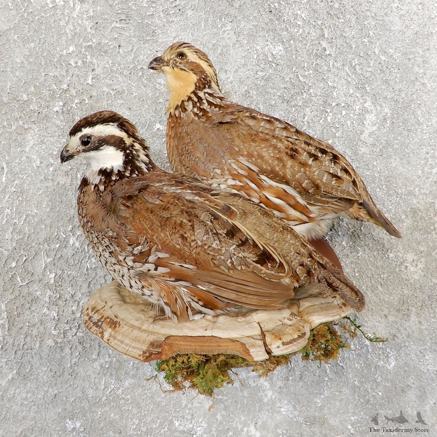 Bobwhite Quail Bird Mount For Sale #19747 @ The Taxidermy Store