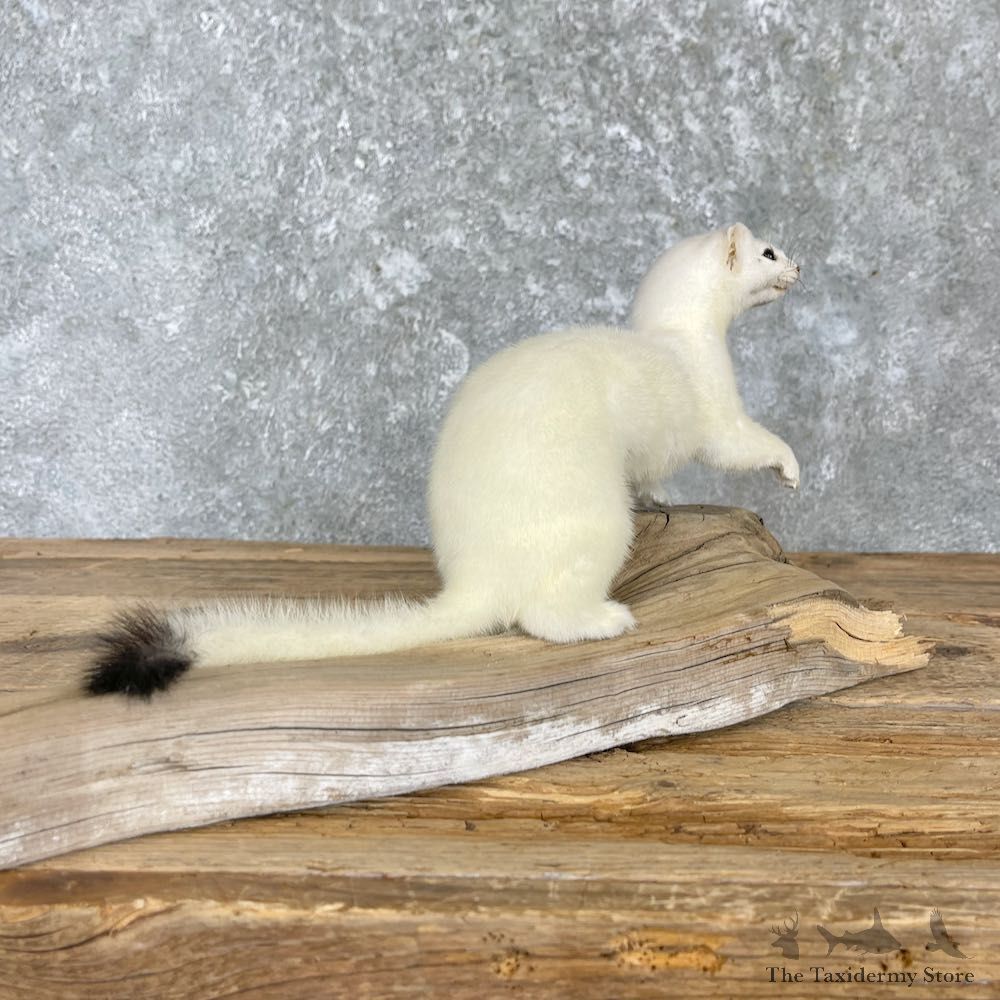 Ermine Life-Size Mount For Sale #27185 @ The Taxidermy Store