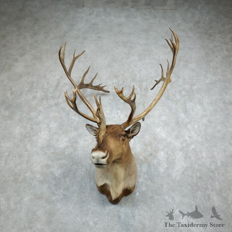 Barren Ground Caribou Shoulder Mount For Sale #18348 @ The Taxidermy Store