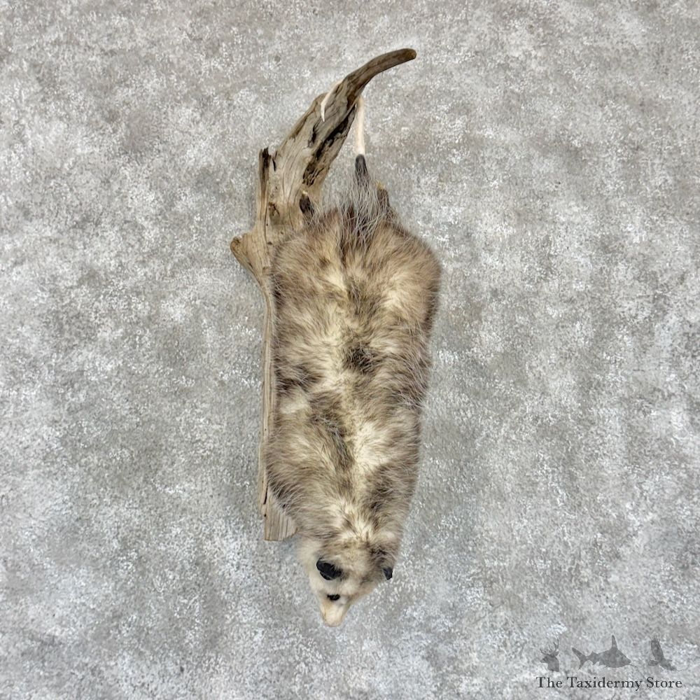 Wall Hanging Opossum Mount For Sale #30263 @ The Taxidermy Store