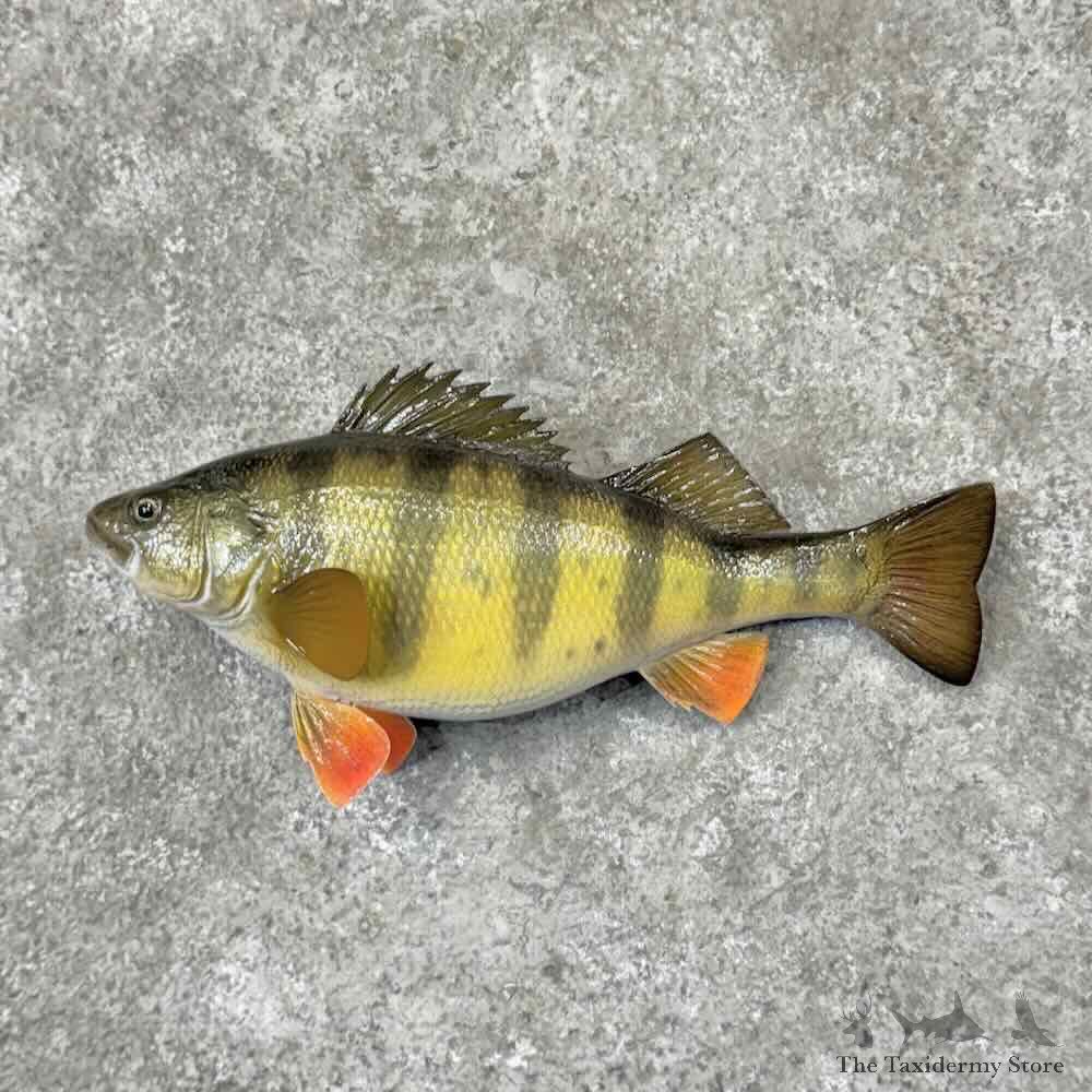 Yellow Perch Fish Mount For Sale #31862 @ The Taxidermy Store