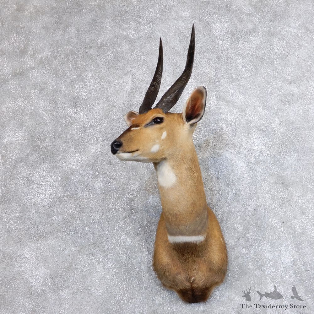 Cape Bushbuck Shoulder Mount For Sale #18636 @ The Taxidermy Store