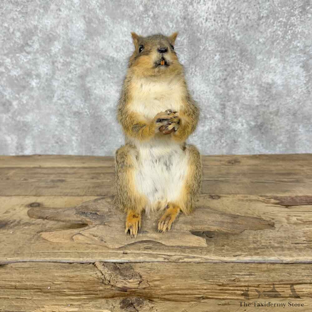 Fox Squirrel Life-Size Mount For Sale #30696 @ The Taxidermy Store