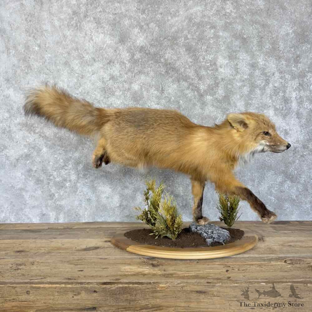 Red Fox Life-Size Mount For Sale #30718 @ The Taxidermy Store