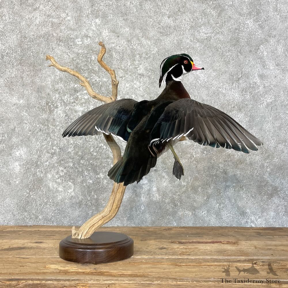 Wood Duck Bird Mount For Sale #27753 @ The Taxidermy Store