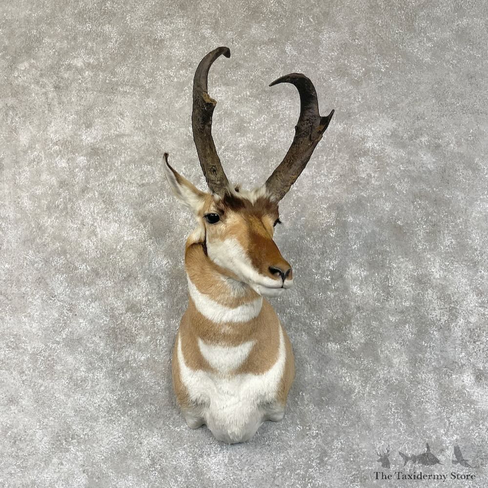 Pronghorn Shoulder Mount For Sale #28709 @ The Taxidermy Store