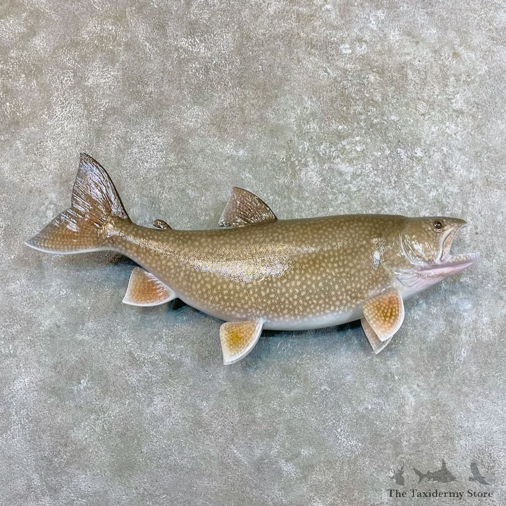 Lake Trout Freshwater Fish Mount For Sale #27537 @ The Taxidermy Store