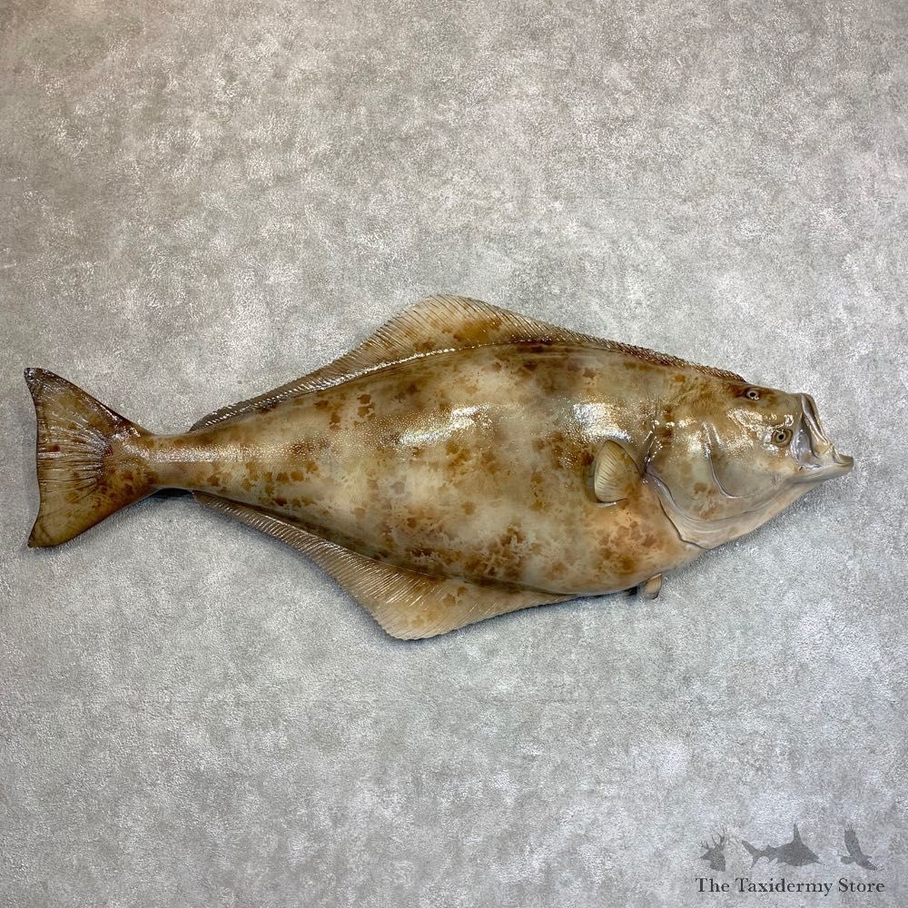 Reproduction Halibut Taxidermy Fish Mount #22040 For Sale @ The Taxidermy Store