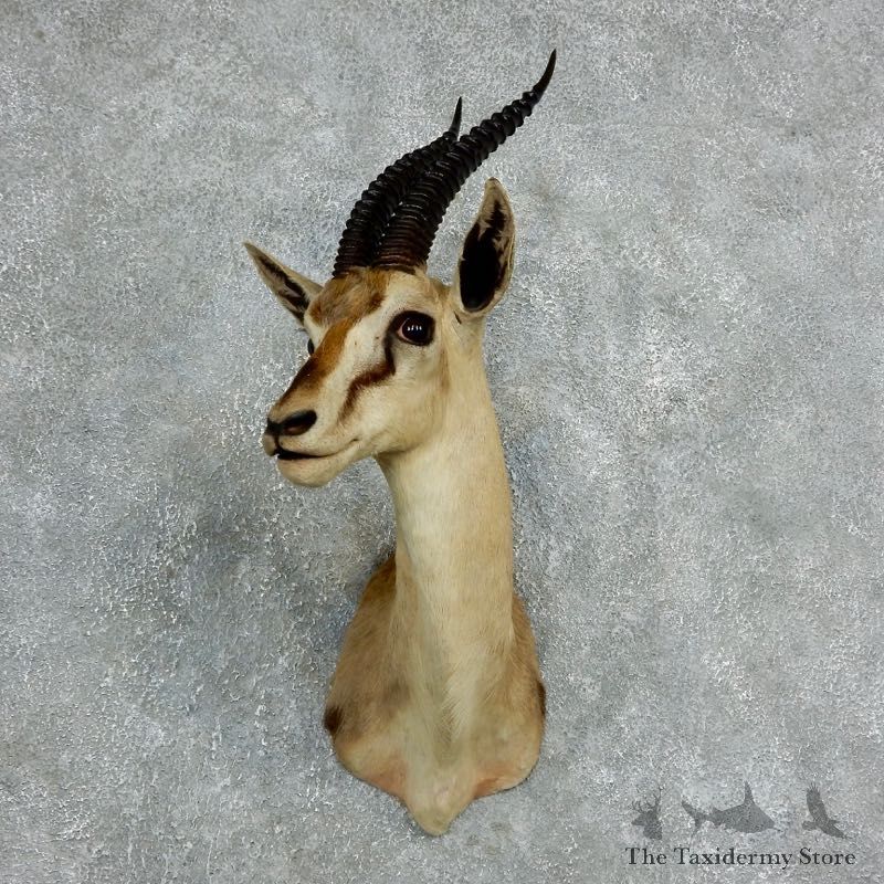 African Thomson's Gazelle Shoulder #18058 - For Sale @ The Taxidermy Store