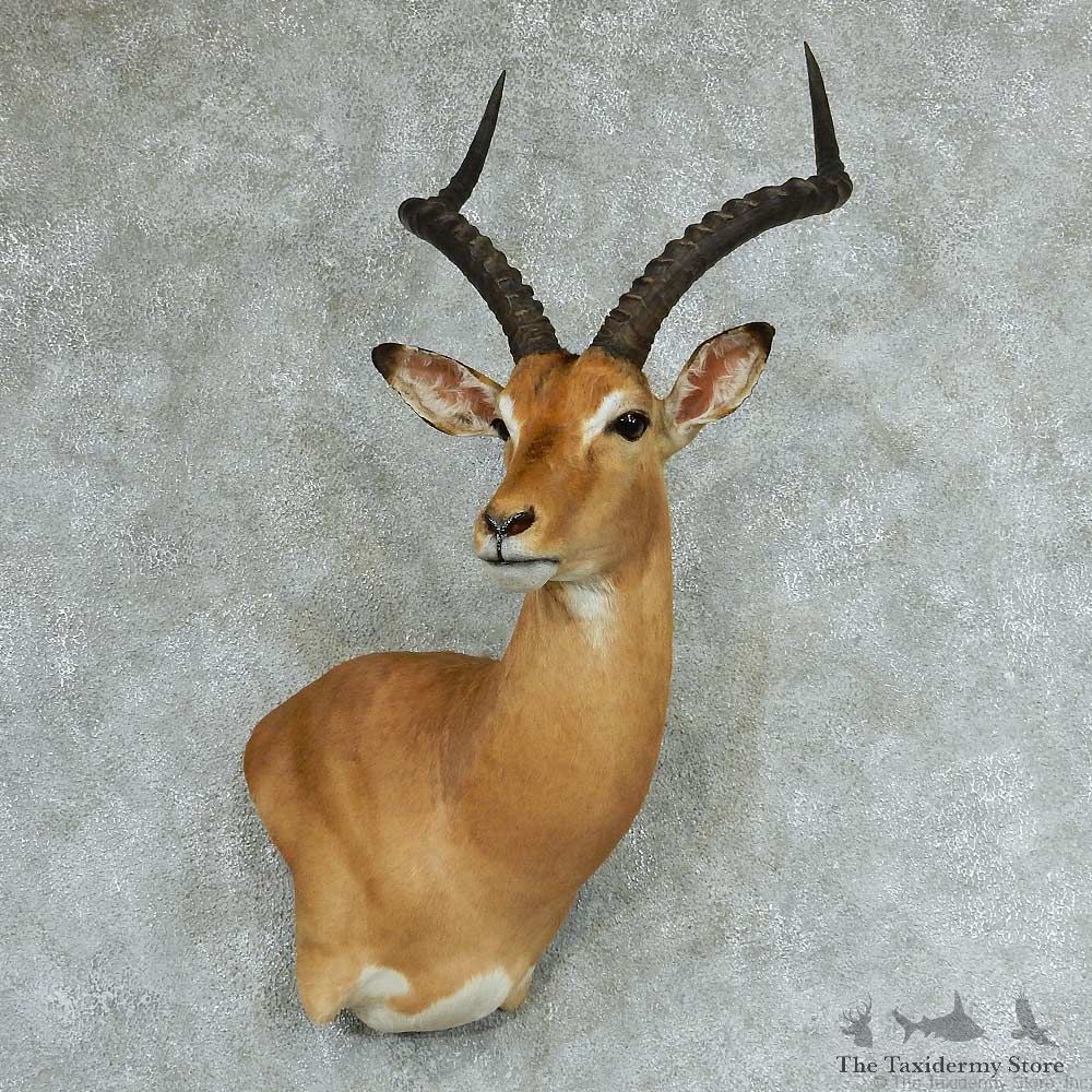 African Impala Wall Pedestal Taxidermy Mount #13315 For Sale @ The Taxidermy Store