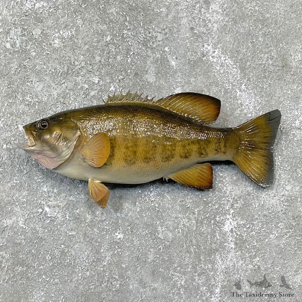 Smallmouth Bass Fish Mount For Sale #24170 @ The Taxidermy Store