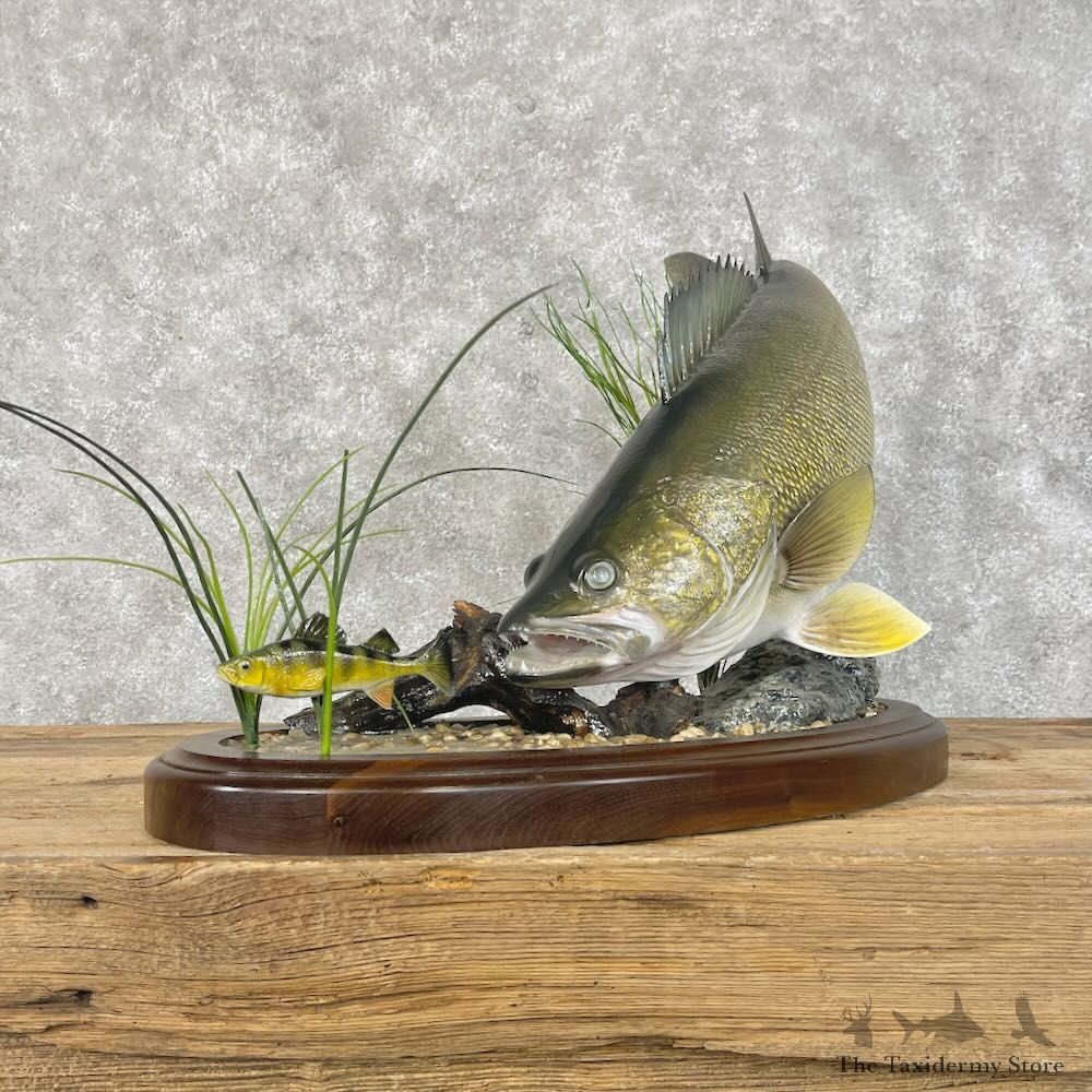 Walleye Fish Mount For Sale #28413 @ The Taxidermy Store