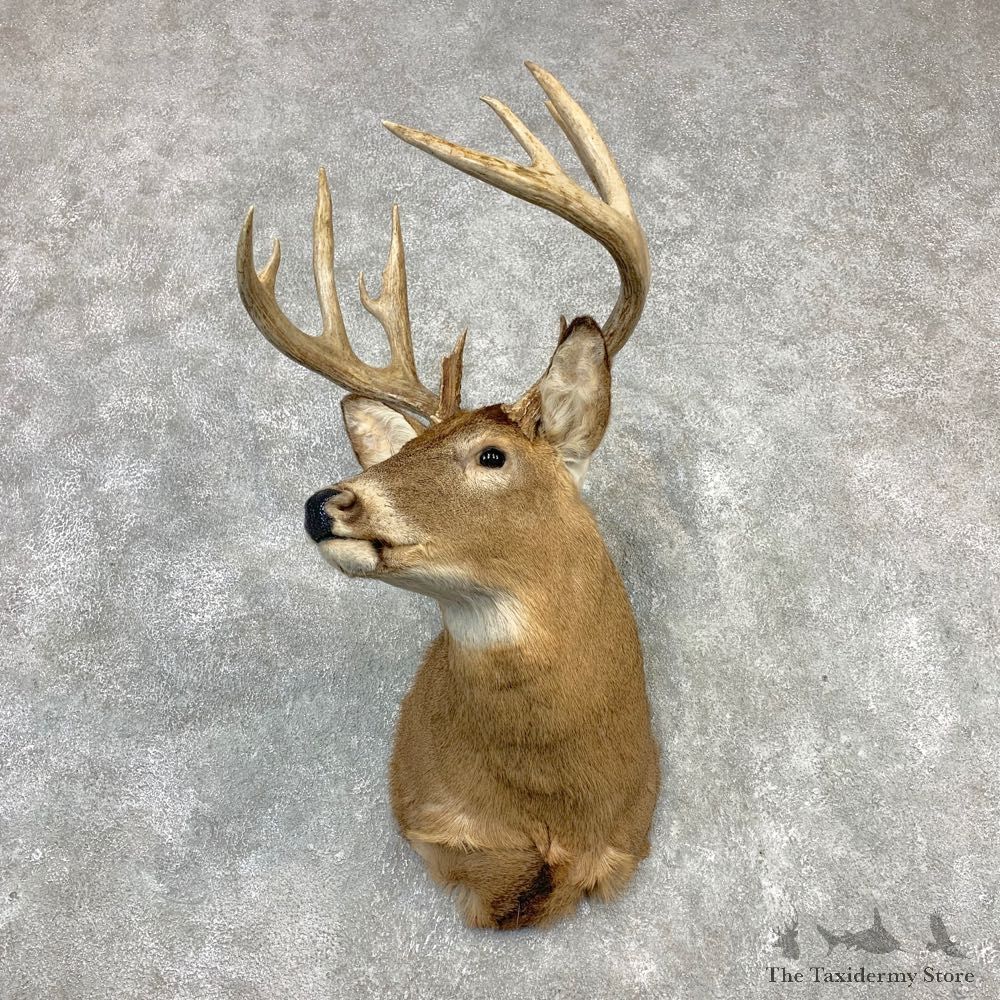 Whitetail Deer Shoulder Taxidermy Mount #21982 For Sale - The Taxidermy Store