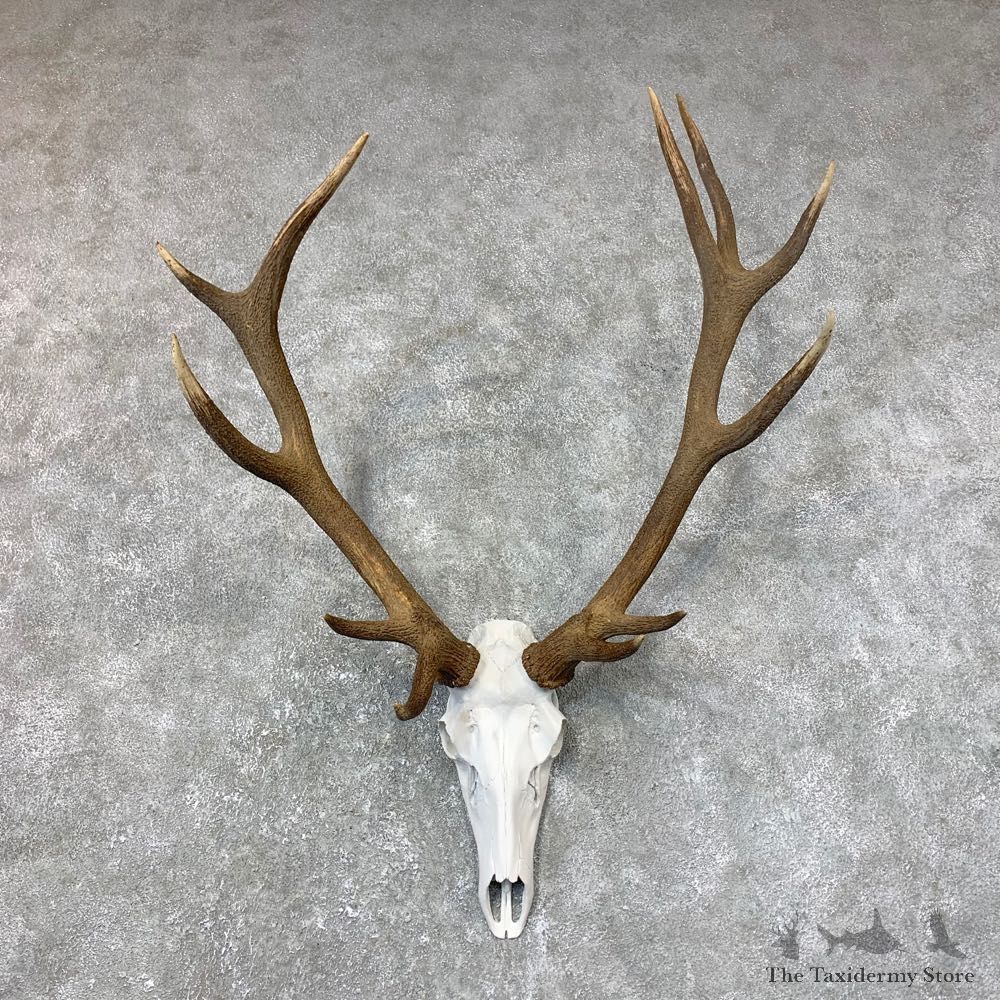 Red Deer Stag Skull European Mount For Sale #23726 @ The Taxidermy Store