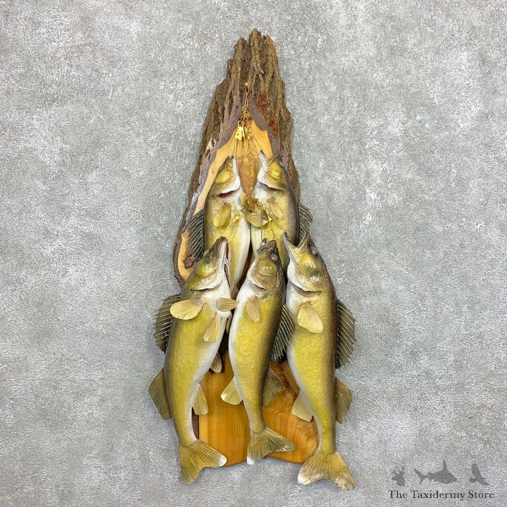 Walleye Taxidermy Mount For Sale #22083 @ The Taxidermy Store