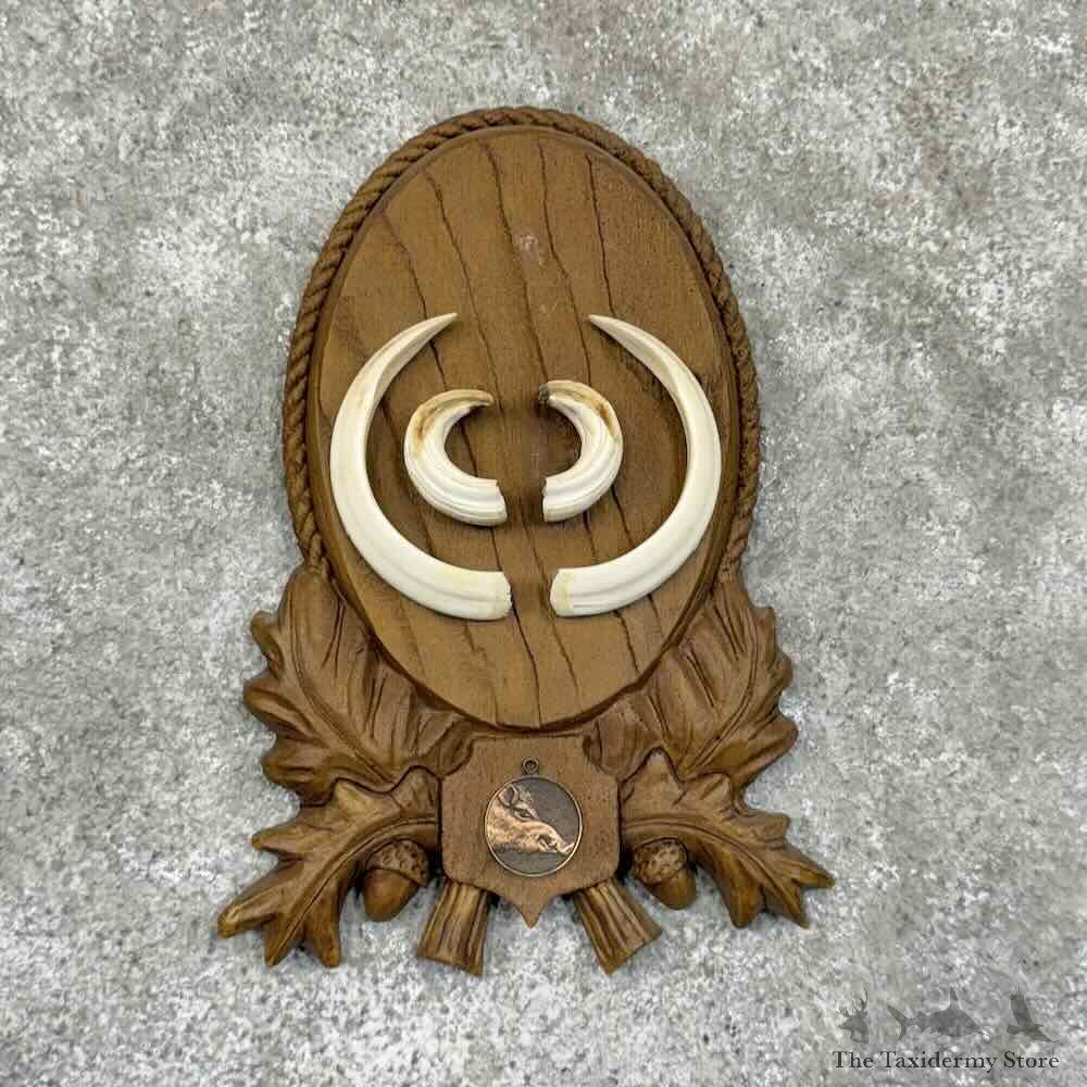 Wild Boar Tusk Plaque For Sale #30925 @ The Taxidermy Store