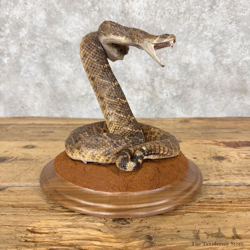 Western Diamondback Rattlesnake Mount For Sale #30062 @ The Taxidermy Store