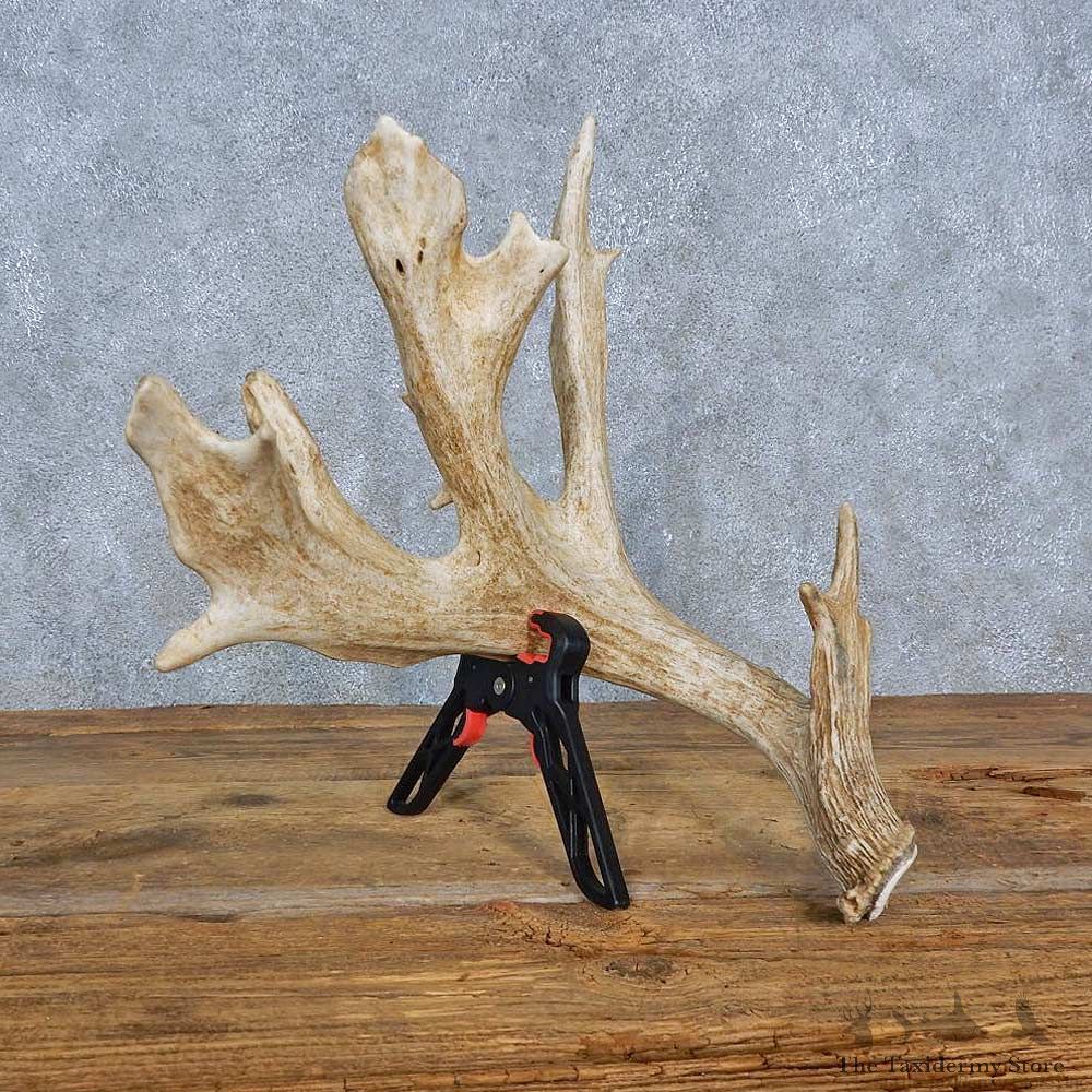 Whitetail Deer Antler Shed For Sale #15441 @ The Taxidermy Store
