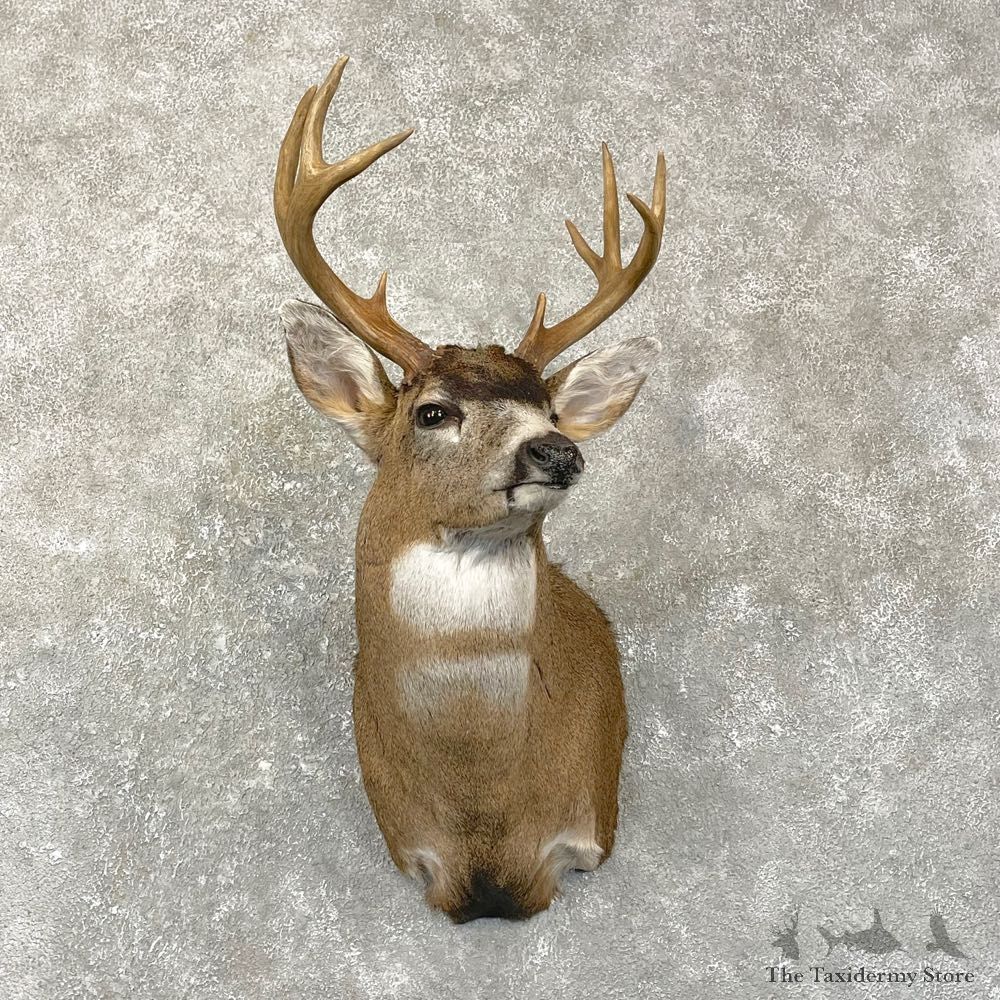 Sitka Blacktail Deer Shoulder Mount For Sale #24994 For Sale @ The Taxidermy Store