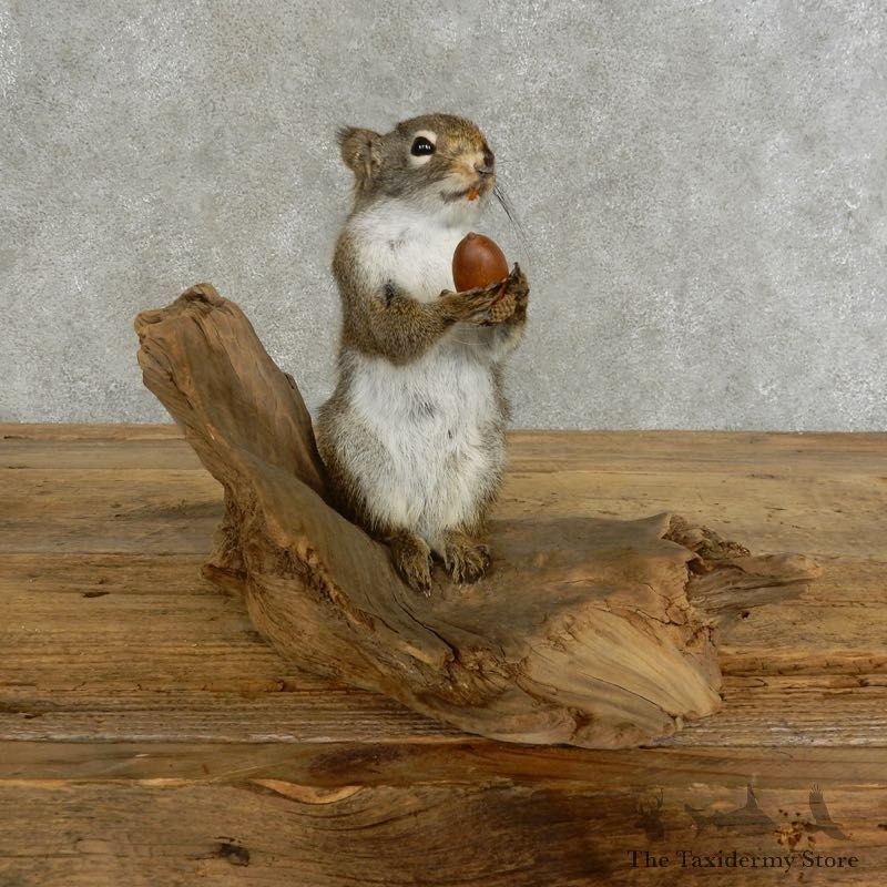 Red Squirrel & Acorn Mount For Sale #17204 @ The Taxidermy Store