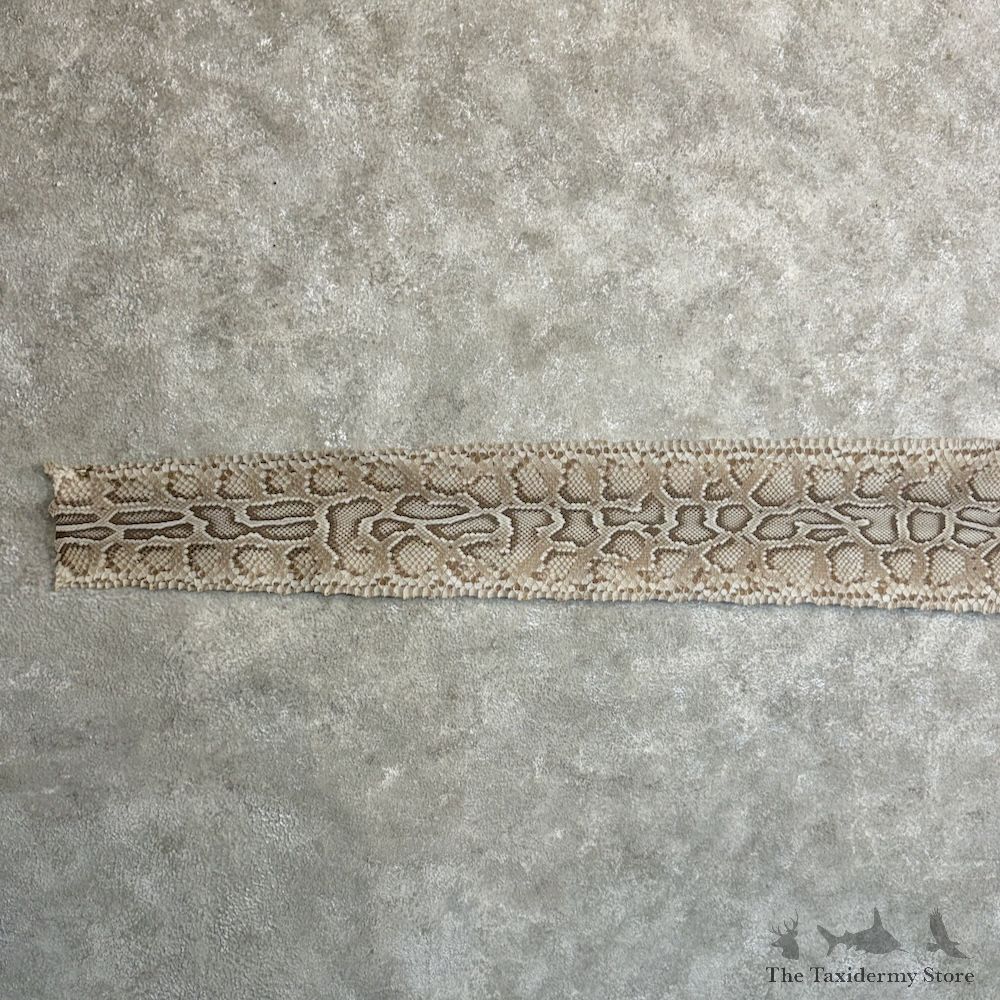 Rock Python Snake Skin For Sale #29779 @ The Taxidermy Store