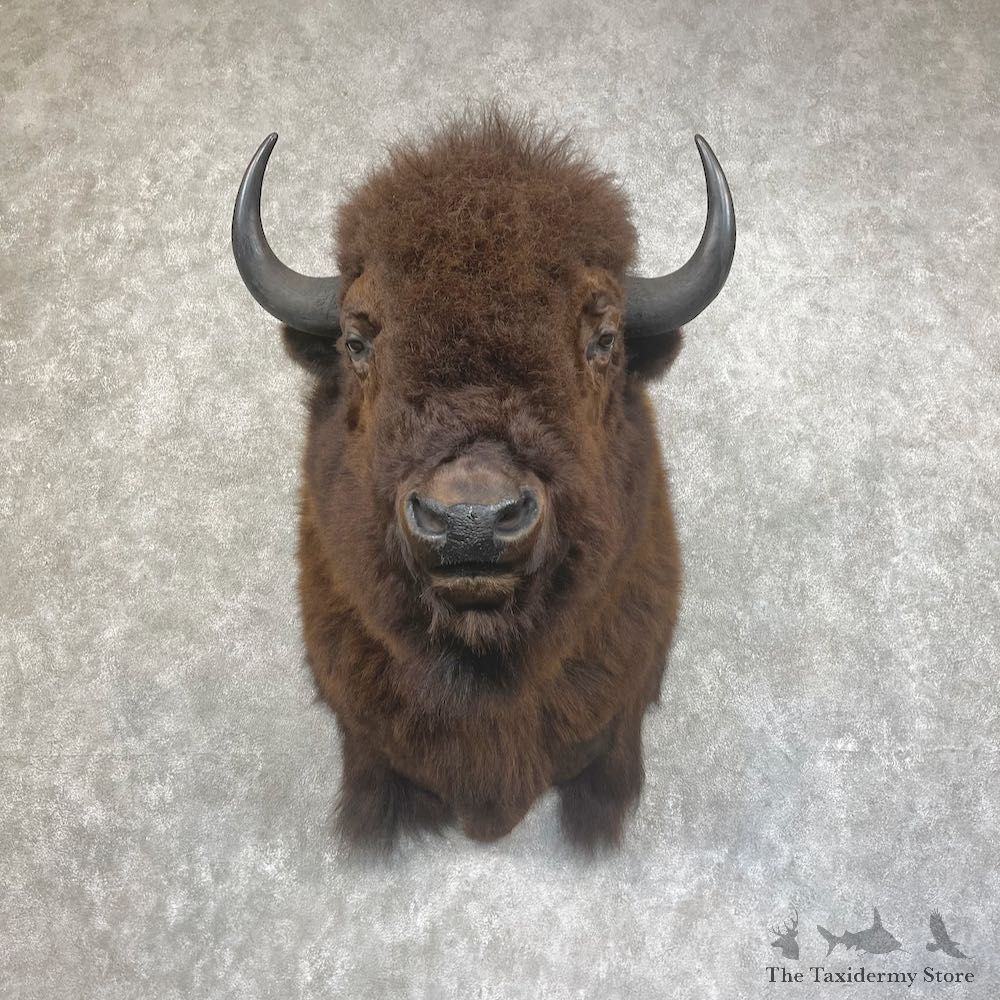 American Bison Shoulder Mount For Sale #25435 @ The Taxidermy Store
