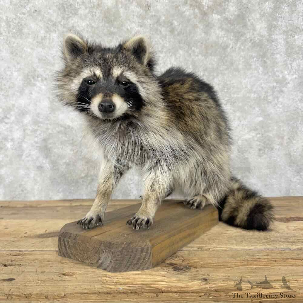 Raccoon Life-Size Mount For Sale #30810 @ The Taxidermy Store