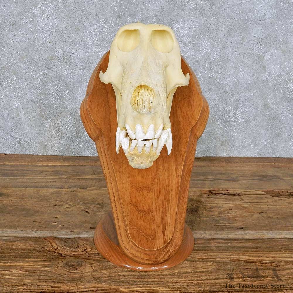 Baboon Skull Replica Reproduction Mount For Sale #14166 @ The Taxidermy Store