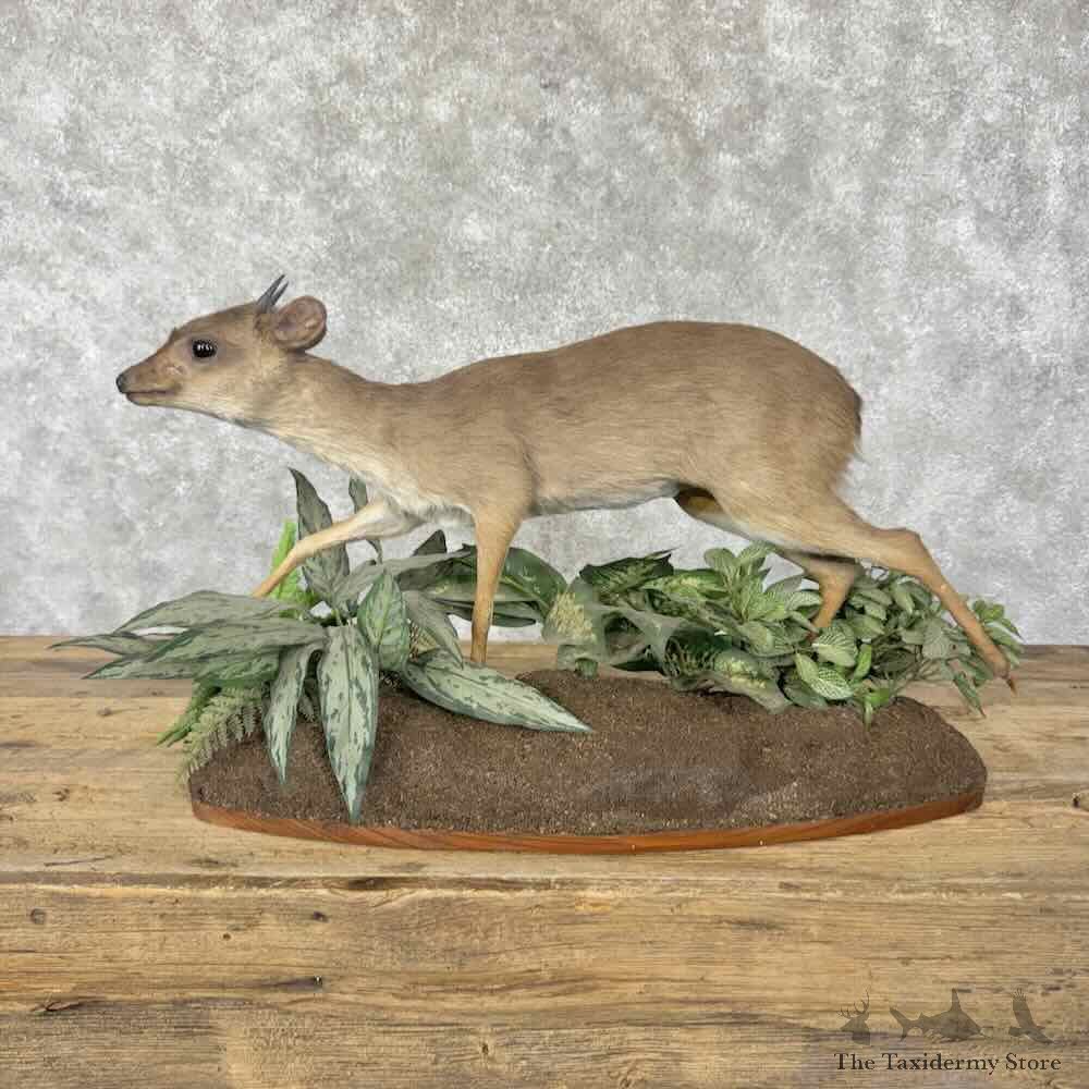 Blue Duiker Life Size Mount For Sale #31841 @ The Taxidermy Store