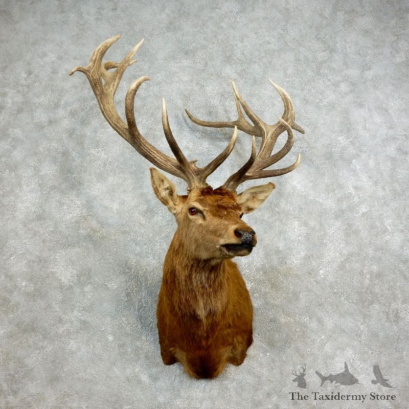 Red Stag Shoulder Mount For Sale #17704 @ The Taxidermy Store
