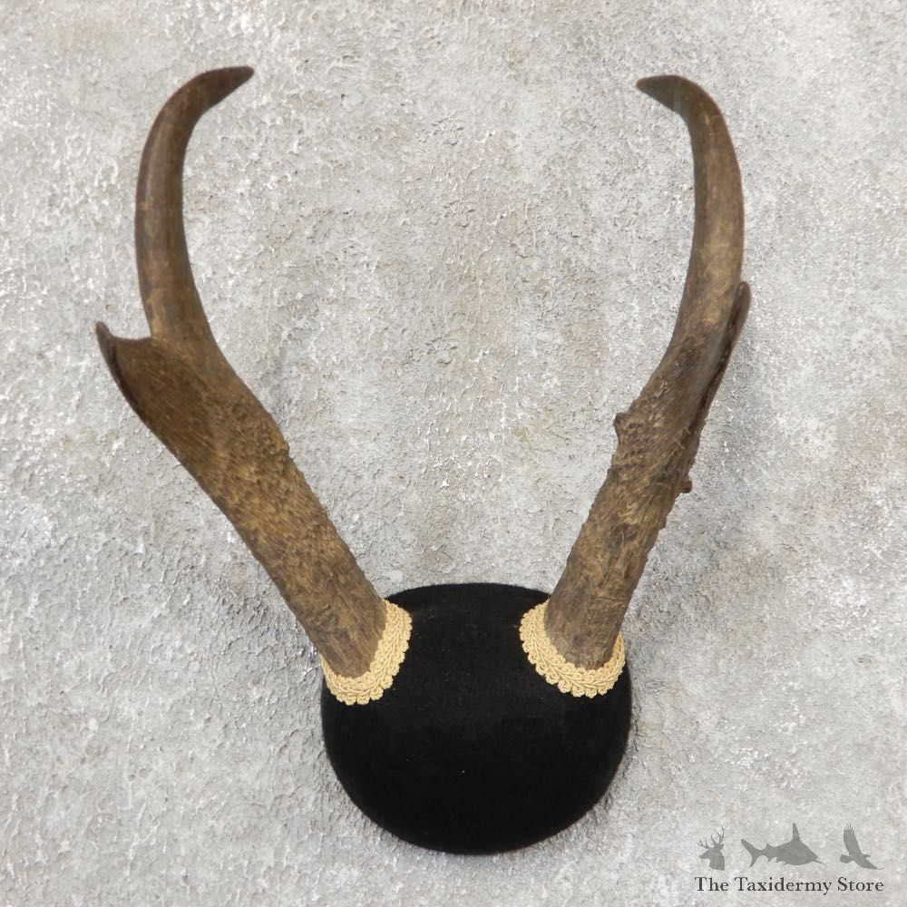 Pronghorn Taxidermy Horn Mount #19036 For Sale @ The Taxidermy Store
