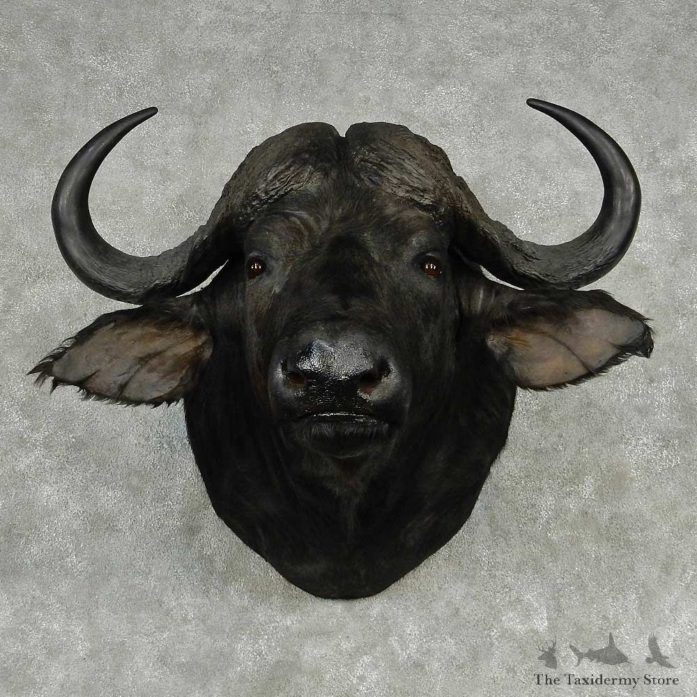 African Cape Buffalo Shoulder Mount #13800 For Sale @ The Taxidermy Store