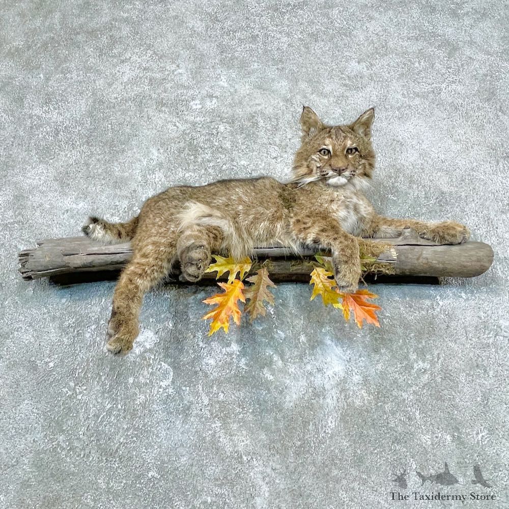 Bobcat Life-Size Taxidermy Mount For Sale #26872 @ The Taxidermy Store