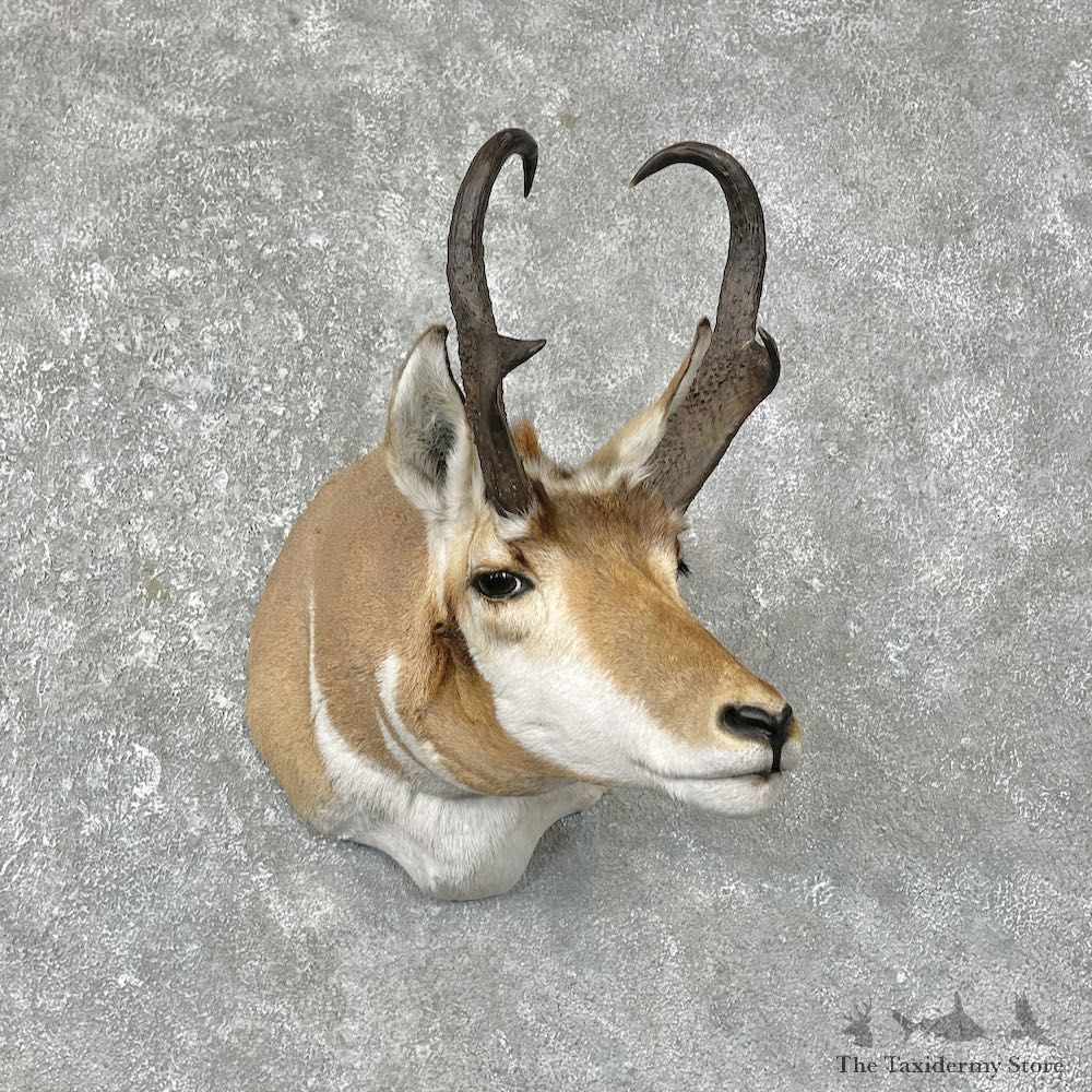 Pronghorn Antelope Shoulder Mount For Sale #25293 @ The Taxidermy-Store