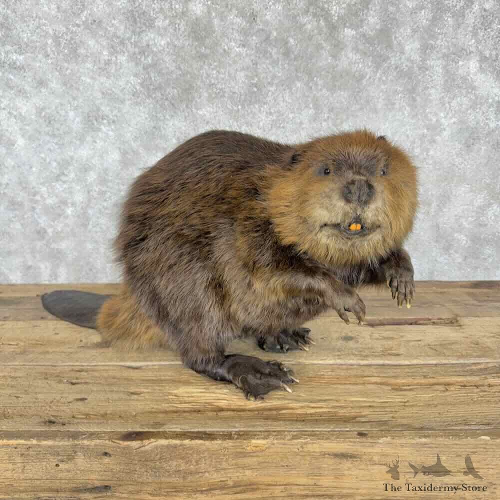 North American Beaver Mount For Sale #30824 @ The Taxidermy Store