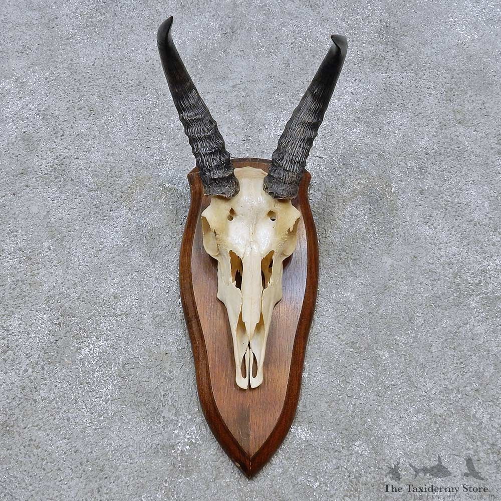 Reedbuck Skull & Horn European Mount For Sale #14521 @ The Taxidermy Store