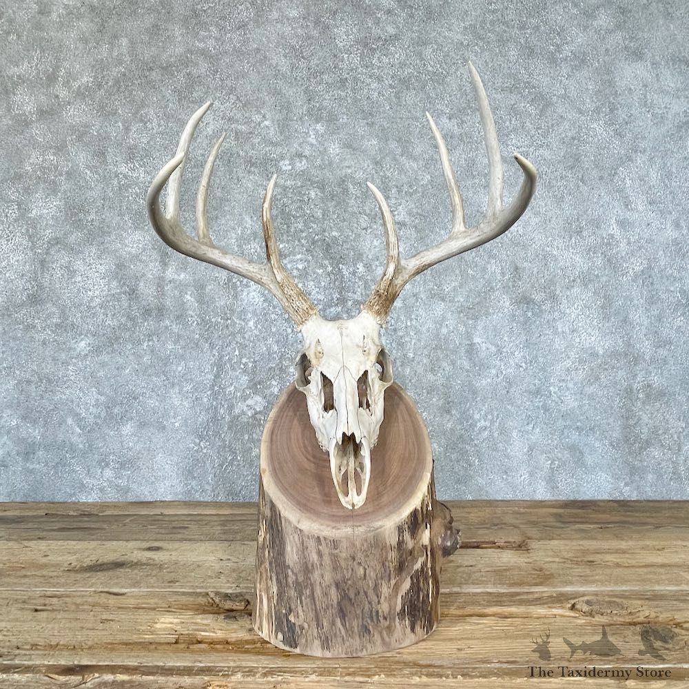 Whitetail Skull Scene Mount For Sale #26622 @ The Taxidermy Store
