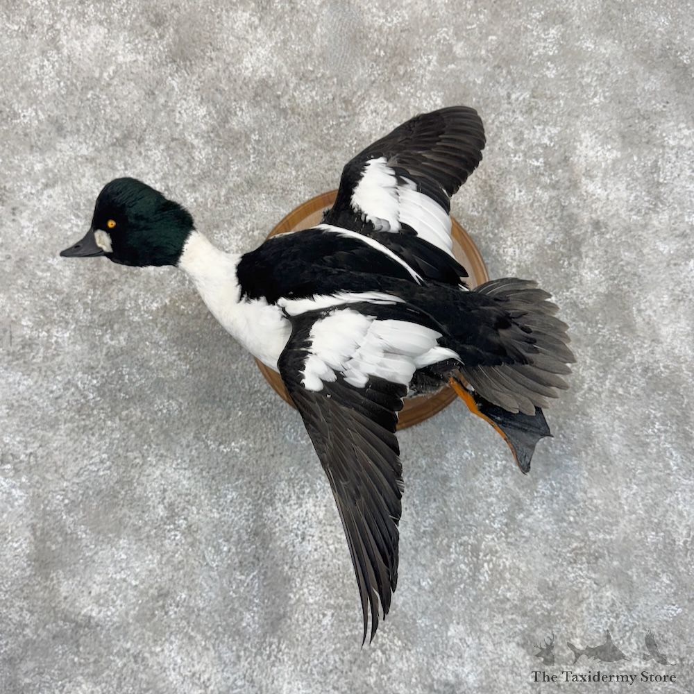 American Goldeneye Duck Mount For Sale #30104 @ The Taxidermy Store