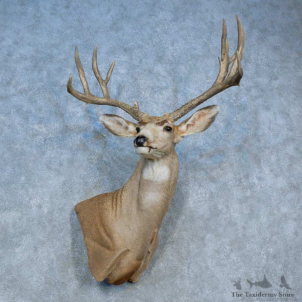 Mule Deer Shoulder Mount For Sale #15463 @ The Taxidermy Store