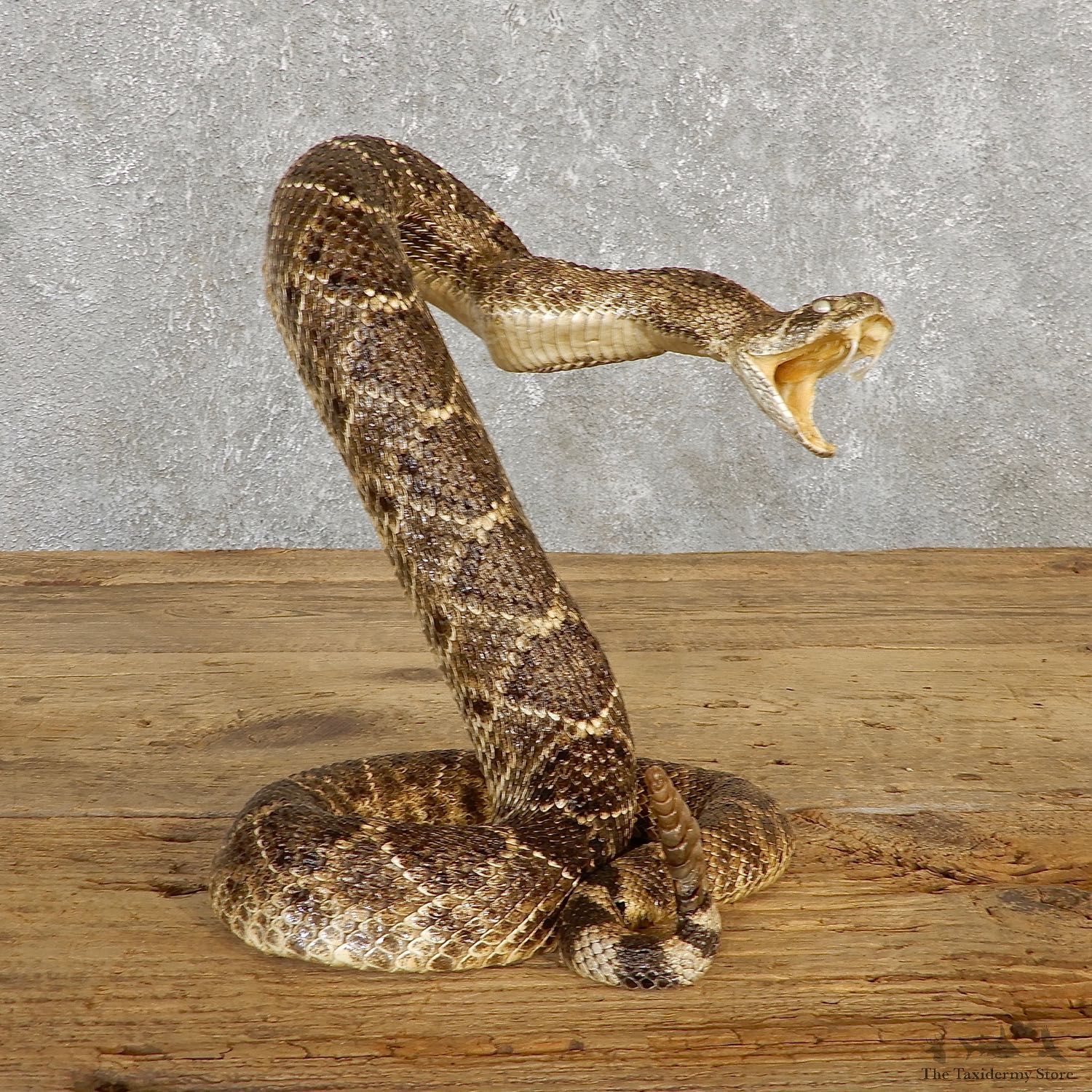 Western Diamondback Rattlesnake Mount For Sale #19980 @ The Taxidermy Store