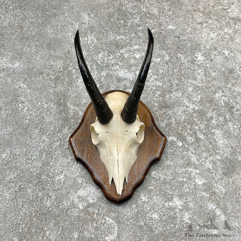 Mountain Goat Skull European Taxidermy Mount For Sale #26994 - The Taxidermy Store